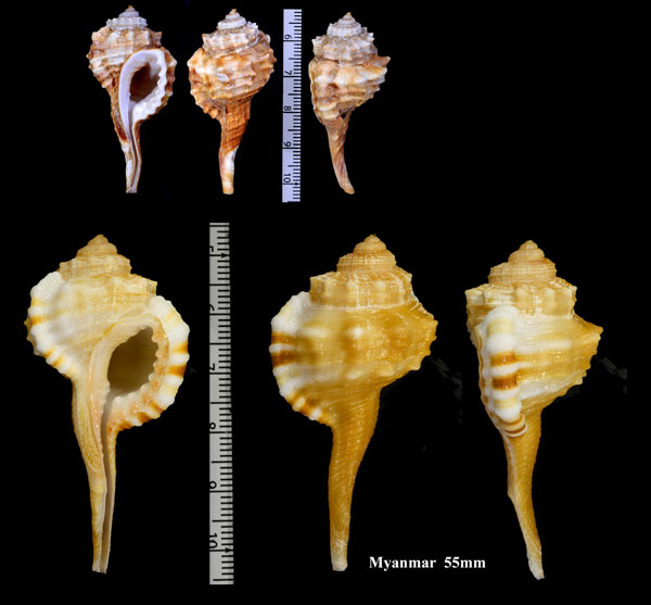 ニヨリツブリボラ Cymatium springsteeni small