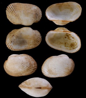 ソウヨウミミエガイ 蒼鷹耳江貝 Acar soyoae small
