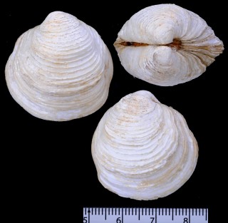 シワツキガイ Austriella corrugata small