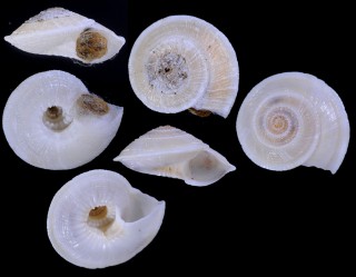 リュウコツナワメグルマ 竜骨縄目車 Solatisonax acutecarinata small
