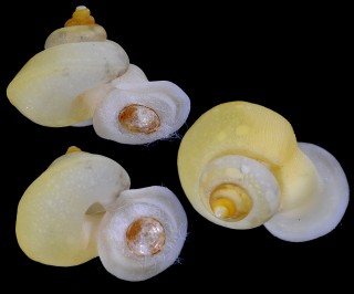 クリスタムシオイ (仮称) Alycaeus christae small