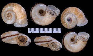 ヒロクチパプアアツブタ 未詳 Cyclotus canaliculatus aff. small