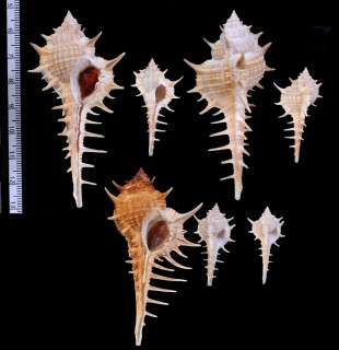 アフリカアクキガイ (仮称) Murex africanus small