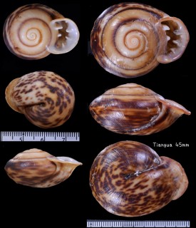 オオサカダチマイマイ Anostoma octodentatus small