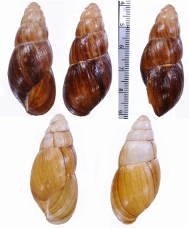 サウスアフリカマイマイ (仮称) Archachatina ustulata small