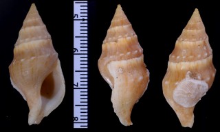 ポンソンビーミクリ (仮称) Euthria ponsonbyi small