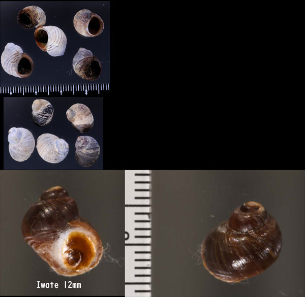 クロタマキビ Littorina sitkana small