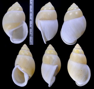パレスマレーマイマイ (仮称) Amphidromus palaceus tener small