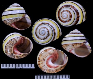 アミヒダベリコダママイマイ （仮称） Polymita versicolor minor small