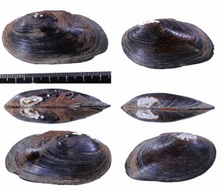 エチオピアヌマガイ (仮称) Rhipidodonta charruana aethiopiformis small