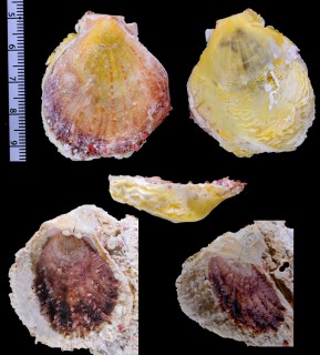 ヒノデニシキ Hinnites boninensis small