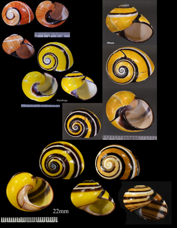 クロヘリコダママイマイ Polymita picta nigrolimbata small