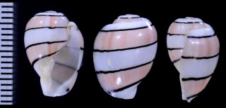 ベニヤカタガイ Hydatina amplustre small