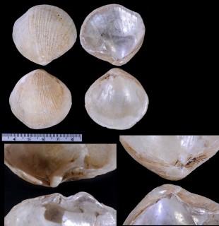 ゾウゲギンスナゴ （仮称） Euciroa eburnea small