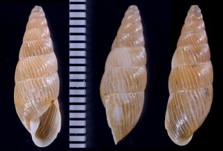 イトカケクチトジギセル （仮称） Clessinia costata small