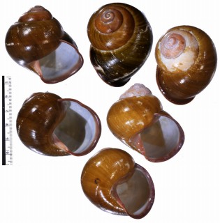 カマリネスミドリゴシキマイマイ 未詳 Helicostyla turbinoides aff. small
