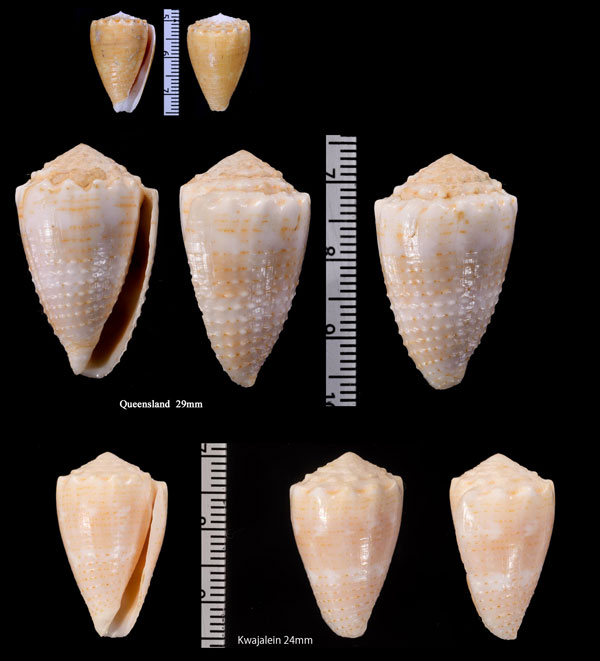 ベニフジサヤガタイモ Conus miliaris small