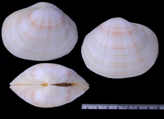 カゴガイ Fimbria soverbii small