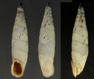 ノルドジークアオギセル （仮称） Albinaria teres nordsiecki small