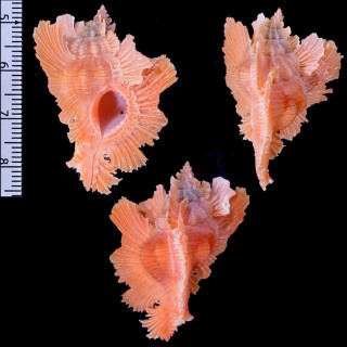 ヒラセチヂミバショウ Pterynotus loebbeckei small