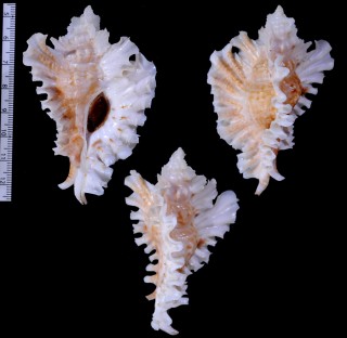 ココアバショウ Timbellus phyllopterus small