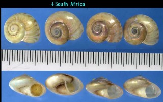 ズールシタダミ Ilanga biradiatula small