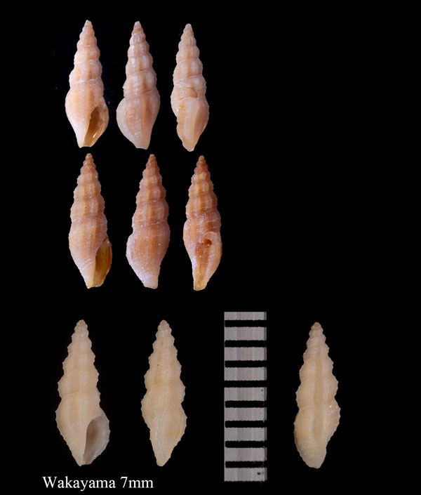 キバコトツブ 牙琴小螺 Ithycythara oyuana small