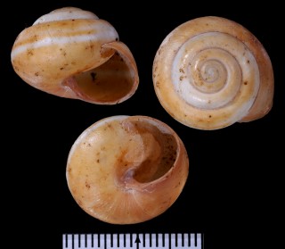 ハジメテビロウドマイマイ Neochloritis tomiyamai small