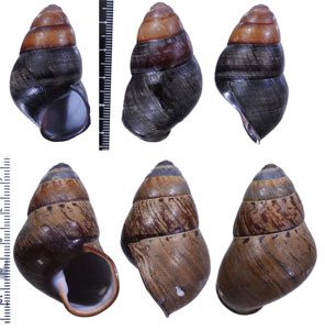 パラワンタケノコマイマイの仲間 未詳 Helicostyla satyrus aff. small