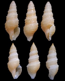 ペルティナックスハラブトシャジク (仮称) Turridrupa pertinax small