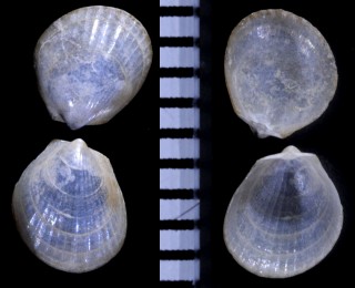 シラスナユキミノ Isolimea limopsis small