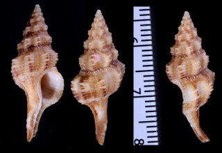 バリカサニシキニナ Latirus balicasagensis small