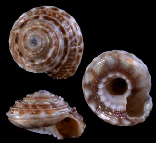 アフリカオヨギシタダミ (仮称) Ethminolia sculpta small