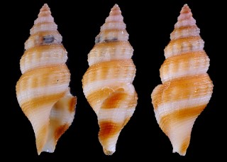 フクレクチキレツブ (仮称) Glyphostoma retusa small