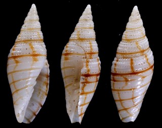 クローバーフデ Ziba cloveri small