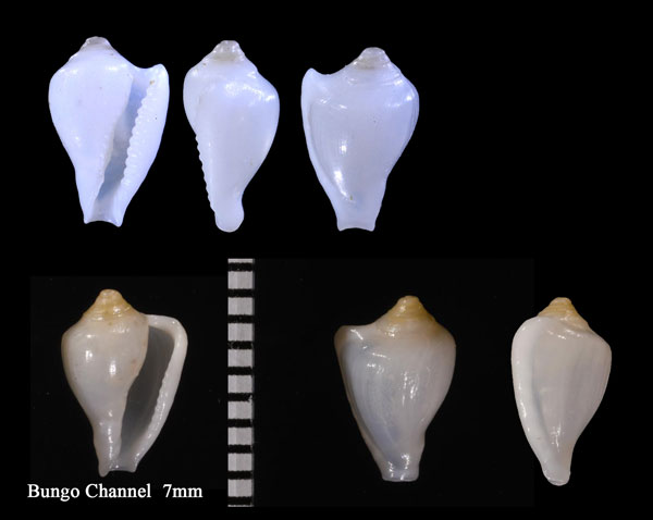 トガリヤセザクロ (仮称) Proterato hindlei small