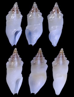 ソビエツノクダマキ Plagiostropha opalus small