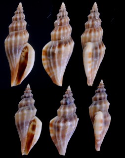 アフリカコトツブマンジ Citharomangelia africana small