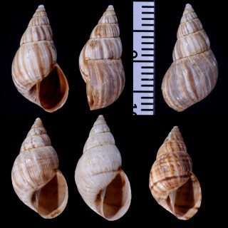 トラリーオカカクタニシ (仮称) Bostryx torallyi small