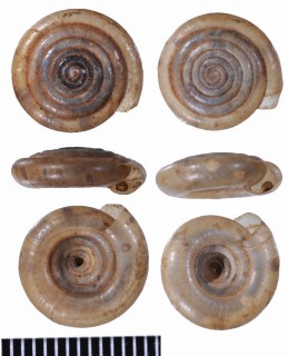 シストロピアの仲間02 Systrophia decagyra small
