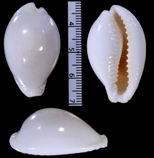 セトモノダカラ 瀬戸物宝 Erosaria eburnea small