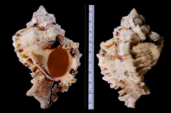クダモノツブリボラ Phyllonotus pomum small