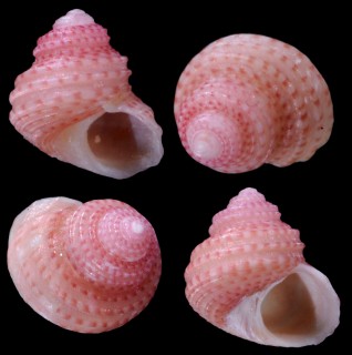 ベニツブザンショウの仲間 未詳 Leptothyra sp. small