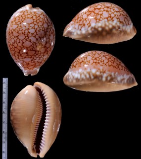 ソマリアサラサダカラ Lyncina broderipii somalica small
