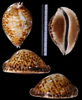 ベルコイコントラリアダカラの一型 Zoila vercoi contraria lentiginosa small