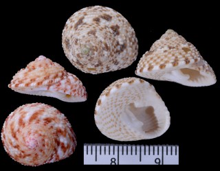 オーストラリアカスリナツモモ (仮称) Clanculus flagellatus small