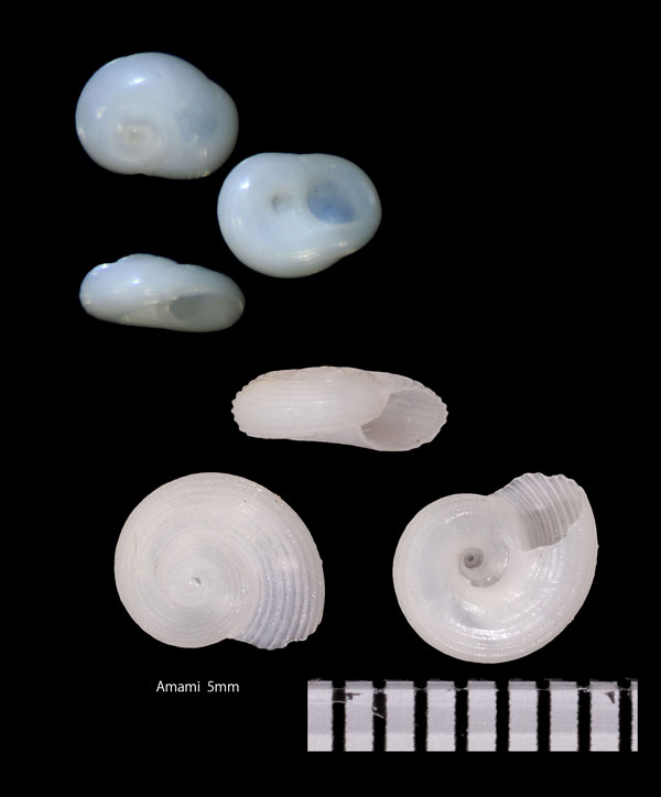 ウズマキウツブシガイ Uzumakiella japonica small