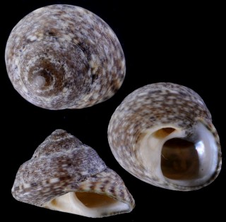 ヘンゲシタダミ Gibbula varia small
