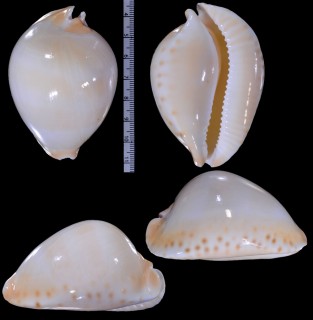 コントラリアビードロダカラ （仮称） Zoila thersites contraria small