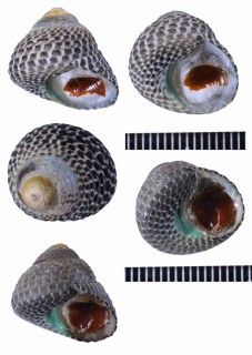 ミドリシタダミ Austrocochlea adelaidae small